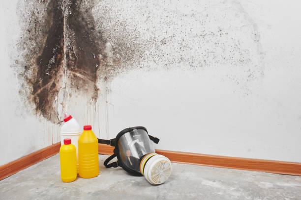 Mold Documentation for Insurance Claims in South Portland, ME